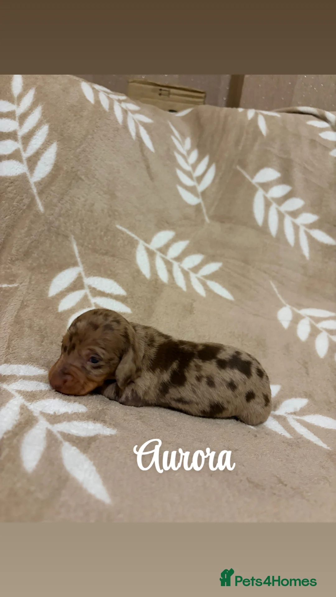 Miniature Dachshund dogs for sale: Miniature Dachshund KC REG PRA Clear   - Advert 6