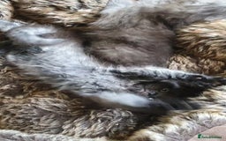 Mixed Breed cats for sale: Beautiful furry male kitten  - Image 11