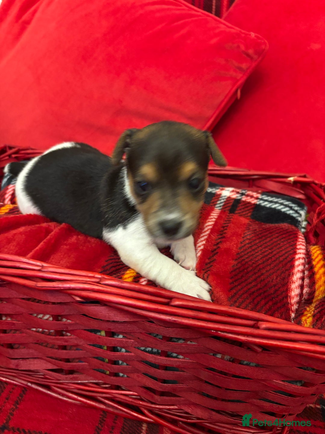 Jack Russell dogs for sale: Miniature Jack russel  - Advert 4