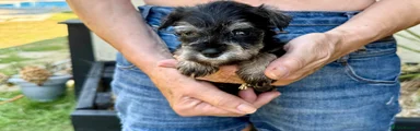 Miniature Schnauzer 5