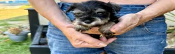 Miniature Schnauzer dogs for sale: Beautiful kc reg miniature schnauzer puppies - Advert 4