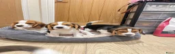 Beagle dogs for sale: KC registered beagle poppies  - Advert 4