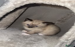 Mixed Breed cats for sale: 4 Male Kittens Available - Image 2