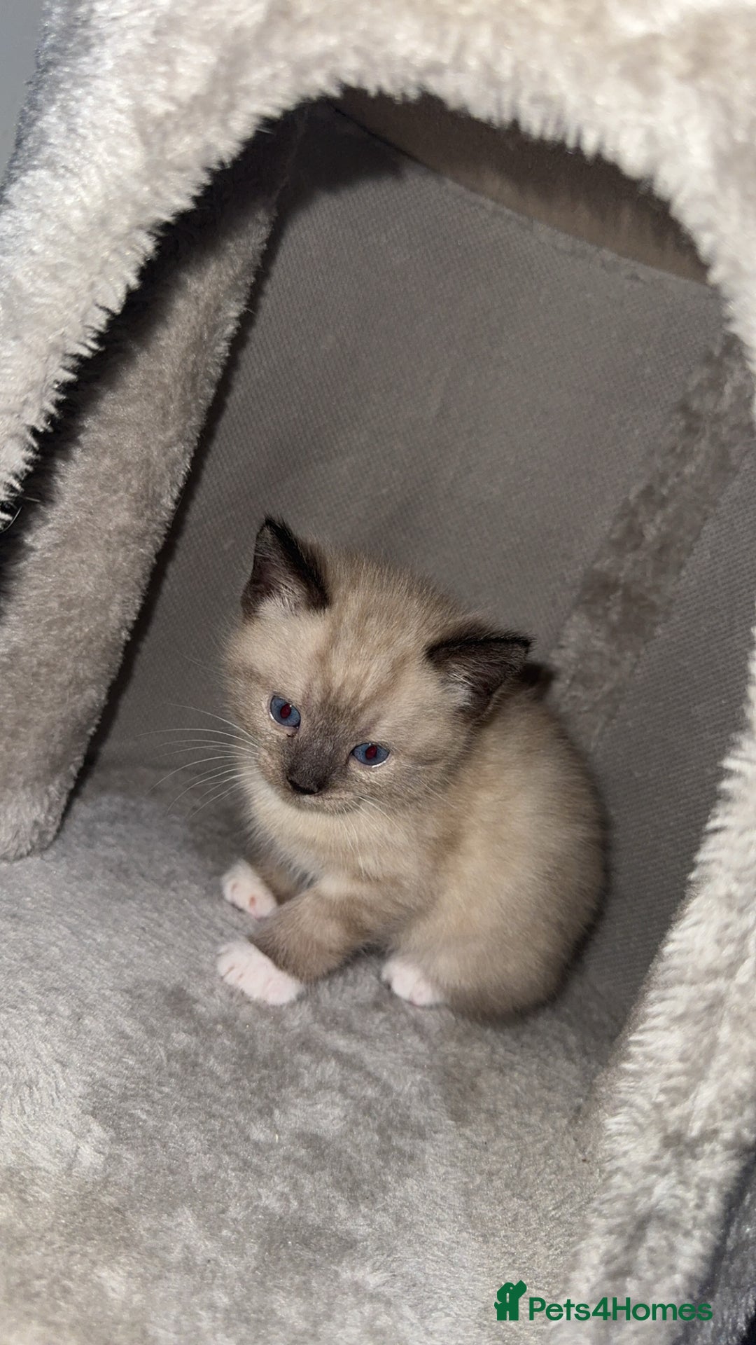 Mixed Breed cats for sale: 4 Male Kittens Available - Image 2
