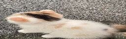 Exotic cats for sale: Gorgeous GCCF reg. kittens from Champions parents  - Advert 20