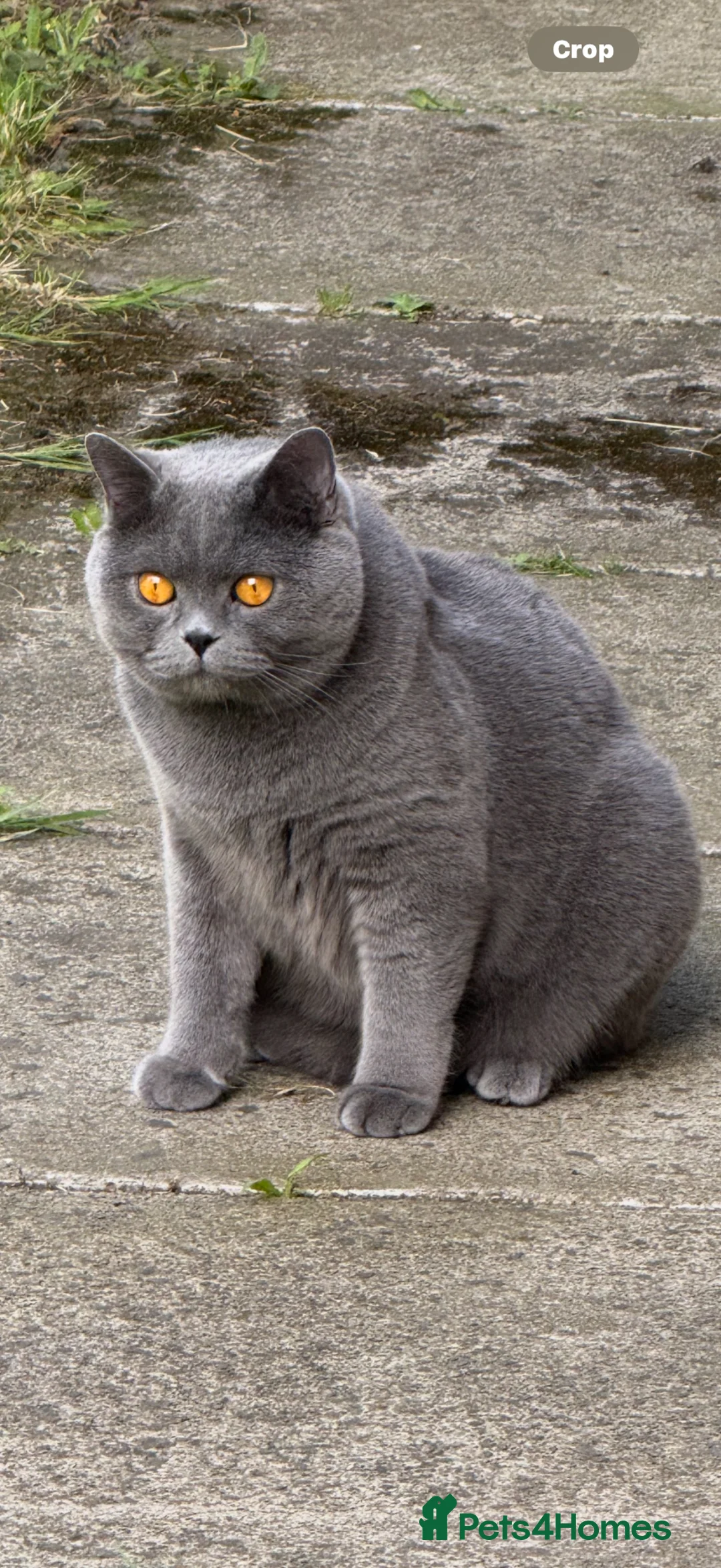 British Shorthair cats for sale: Pedigree Adult male British short blue hair cat  - Advert 1