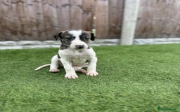 Lurcher dogs for sale: ‼️ collie greyhound puppies ‼️ - Image 10