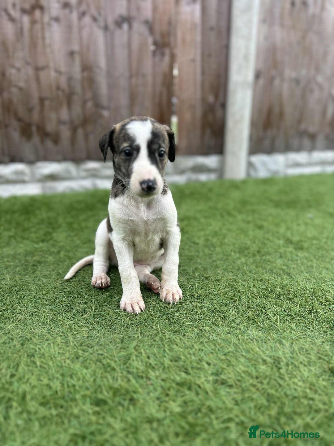 Lurcher dogs for sale: ‼️ collie greyhound puppies ‼️ - Image 10