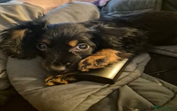 Cocker Spaniel dogs for sale: Cockerspaniel pups - Image 3