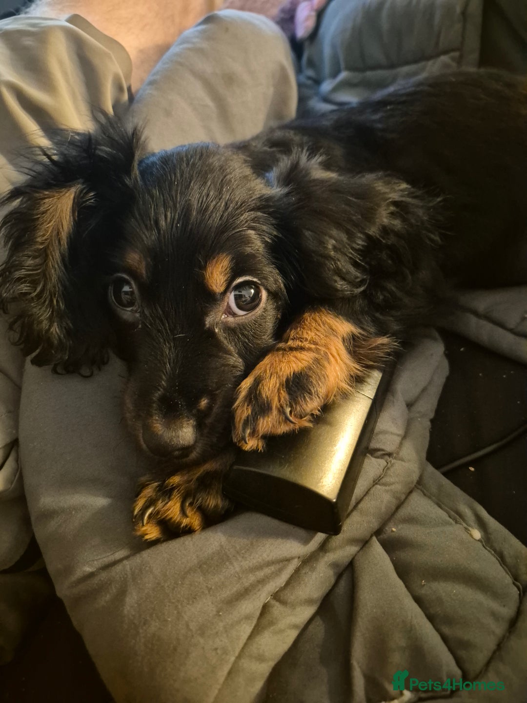 Cocker Spaniel dogs for sale: Cockerspaniel pups - Image 3