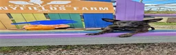 Belgian Shepherd Dog dogs for sale: *Ready now* BRN Female Dutch Herder  - Advert 4