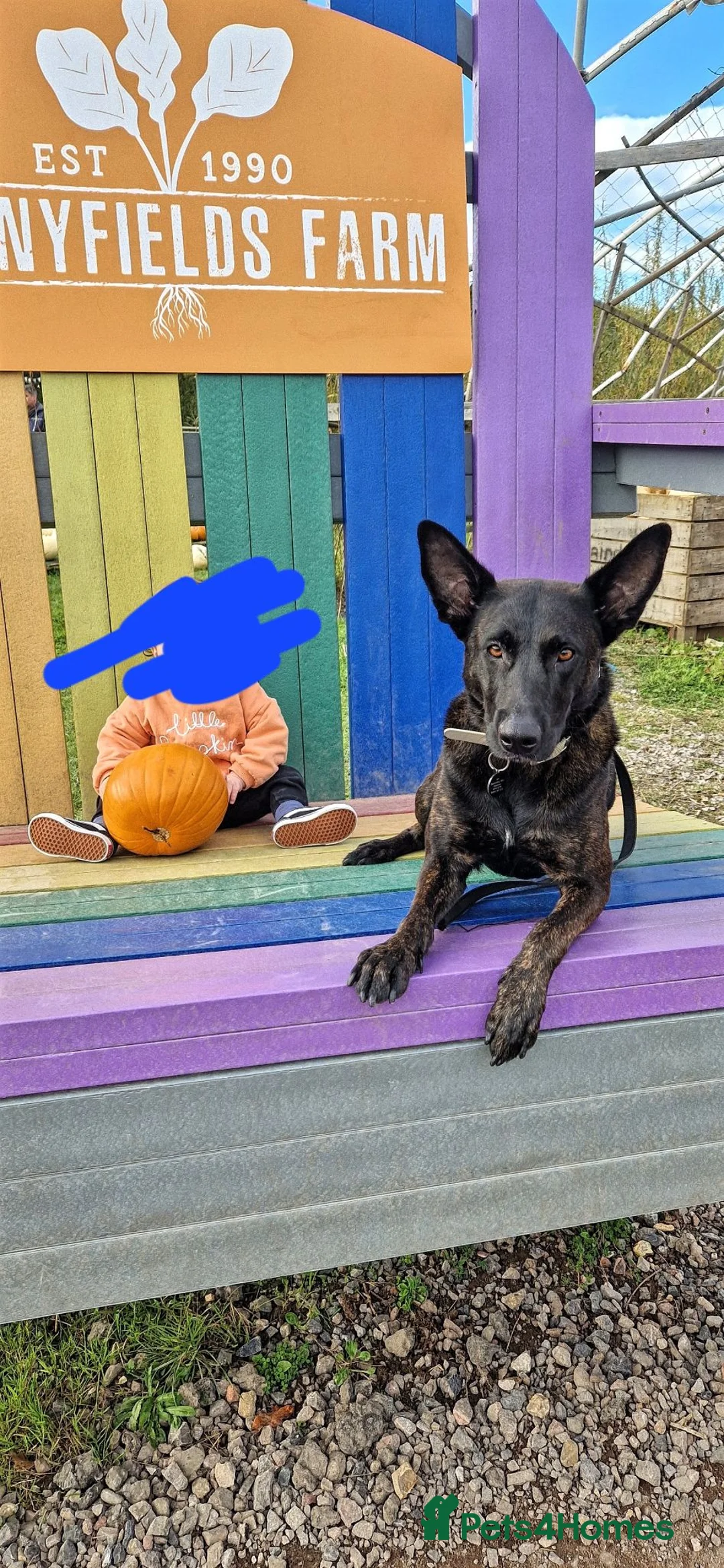 Belgian Shepherd Dog dogs for sale: *Ready now* BRN Female Dutch Herder  - Advert 4