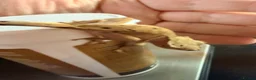 Gecko reptiles for sale: Happiny the Crested Gecko - Advert 7
