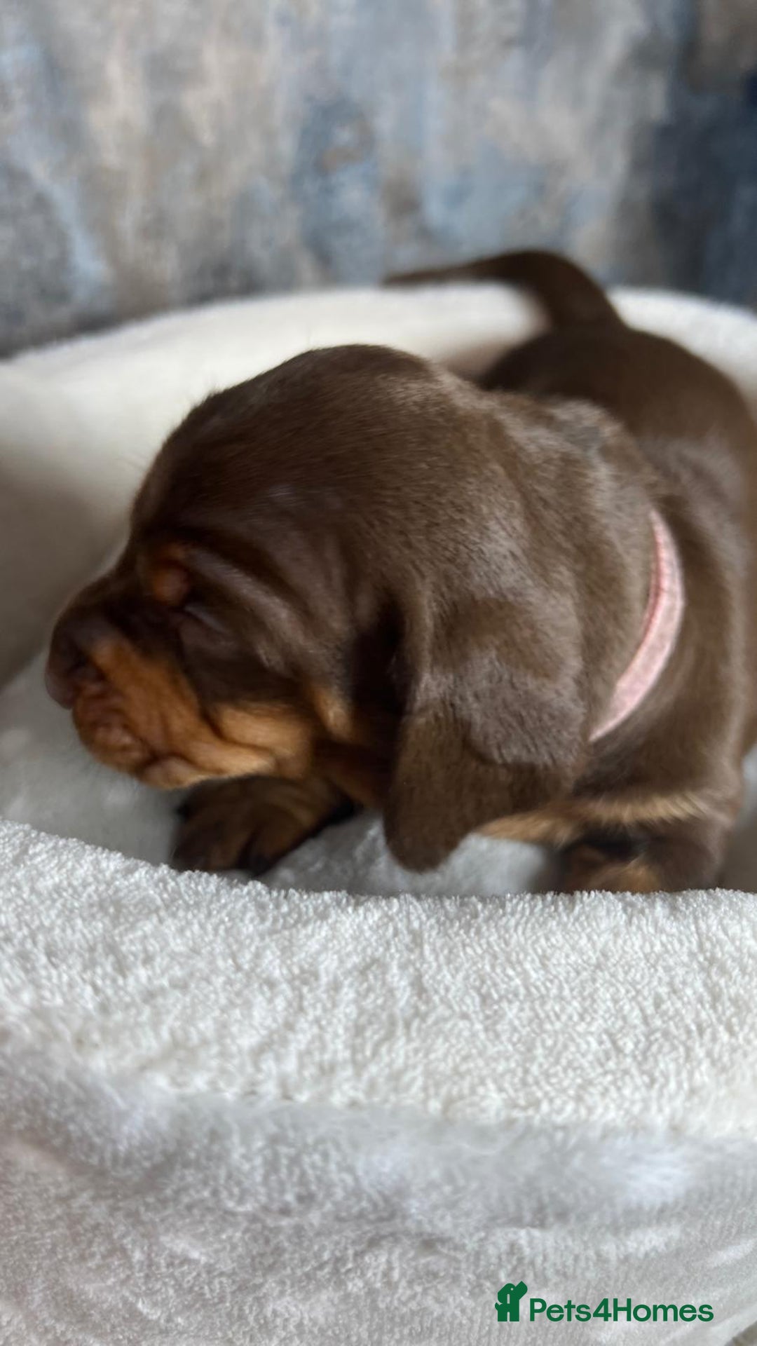 Dachshund dogs for sale: Standered dachunds. Only 2 remain - Image 14