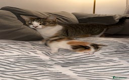 Domestic Shorthair cats for sale: Adorable 8 week old Kittens  - Image 7