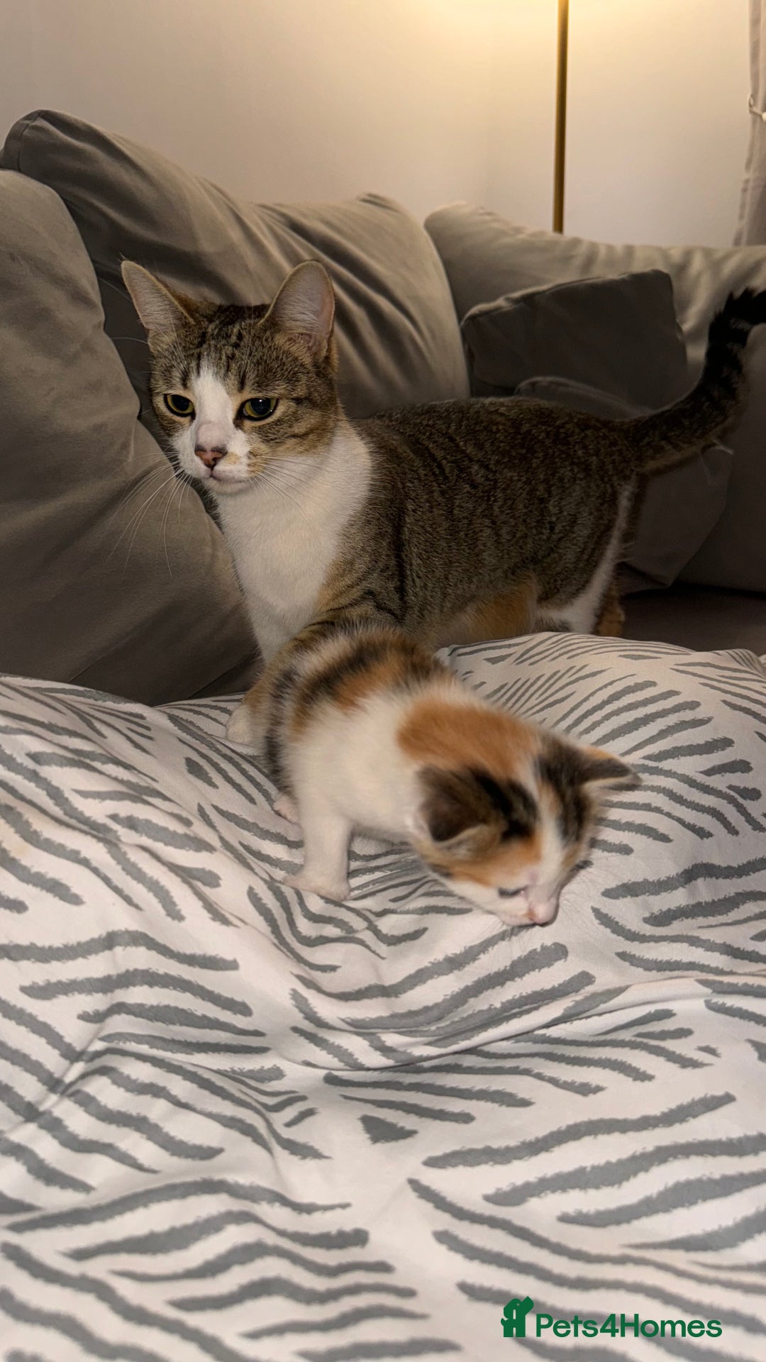 Domestic Shorthair cats for sale: Adorable 8 week old Kittens  - Image 7
