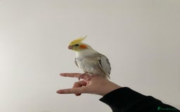 Cockatiels birds for sale: Hand-reared Fully Tame Cockatiel for Rehoming  in London - Image 1
