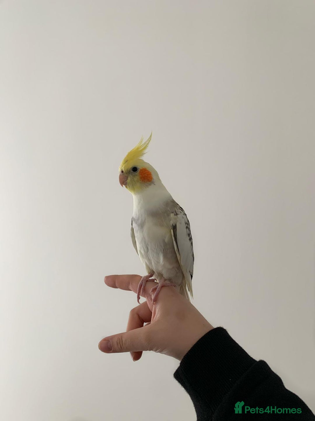 Cockatiels birds for sale: Hand-reared Fully Tame Cockatiel for Rehoming  in London - Image 1