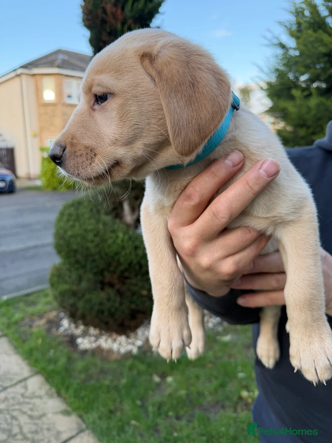 Labrador Retriever dogs for sale: Labrador Retriever Pups  - Advert 4