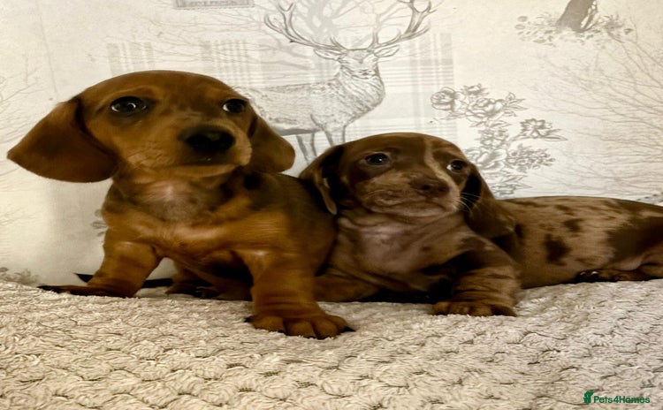 Miniature Dachshund dogs - Advert 9