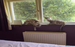 Bengal cats for sale: Buzz and Woody - Image 11