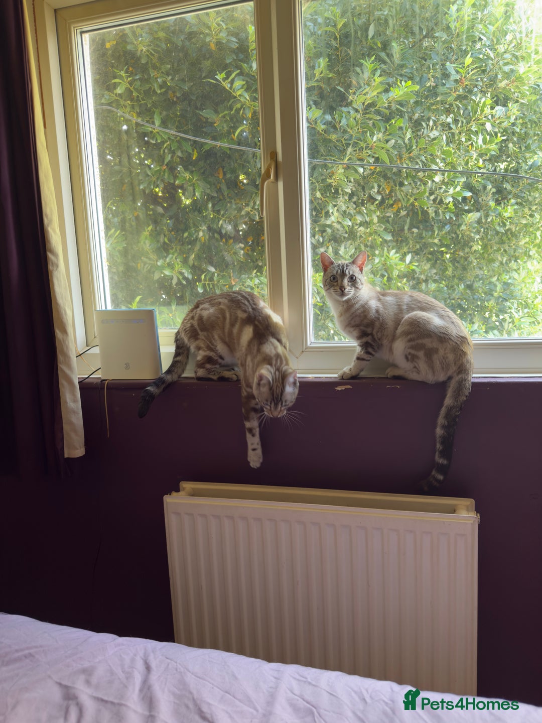 Bengal cats for sale: Buzz and Woody - Image 11