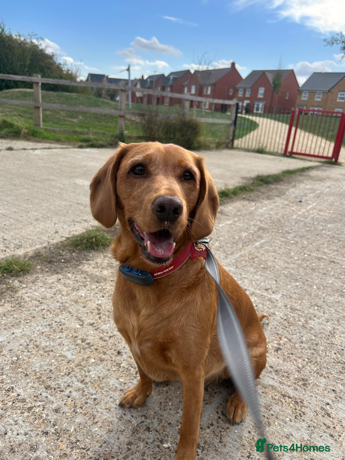 Cockerdor dogs for sale: Bodhi - Advert 2