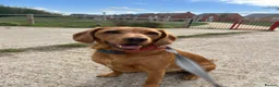 Cockerdor dogs for sale: Bodhi in Bedford - Advert 3