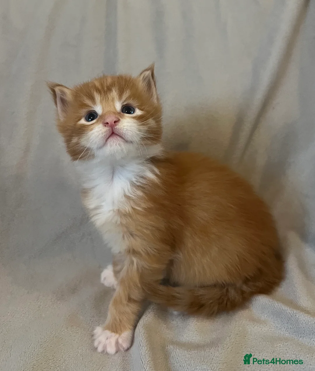 Maine Coon cats for sale: Beautiful and healthy litter of Maine coon kittens - Advert 17