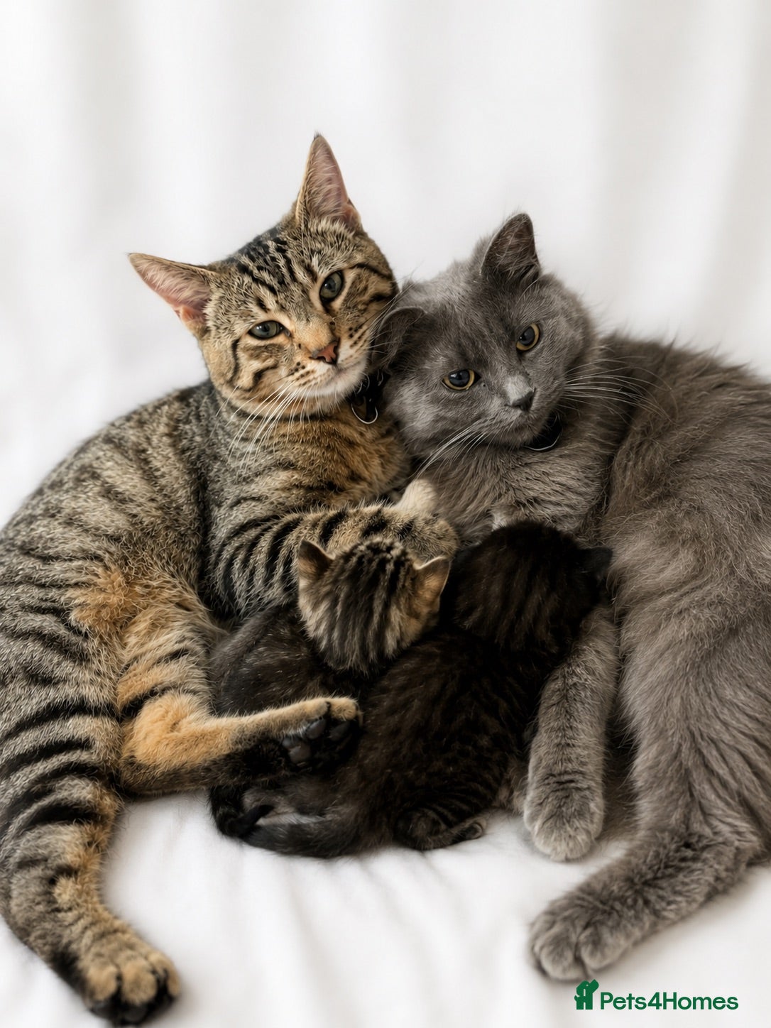 Bengal cats Bengal x nebelung girls  - Advert 2