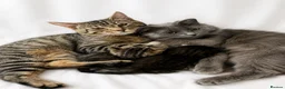 Bengal cats for sale: Bengal x nebelung girls  - Advert 1