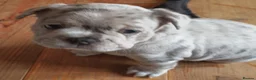French Bulldog dogs for sale: Three French bulldogs KC registered for sale - Advert 7