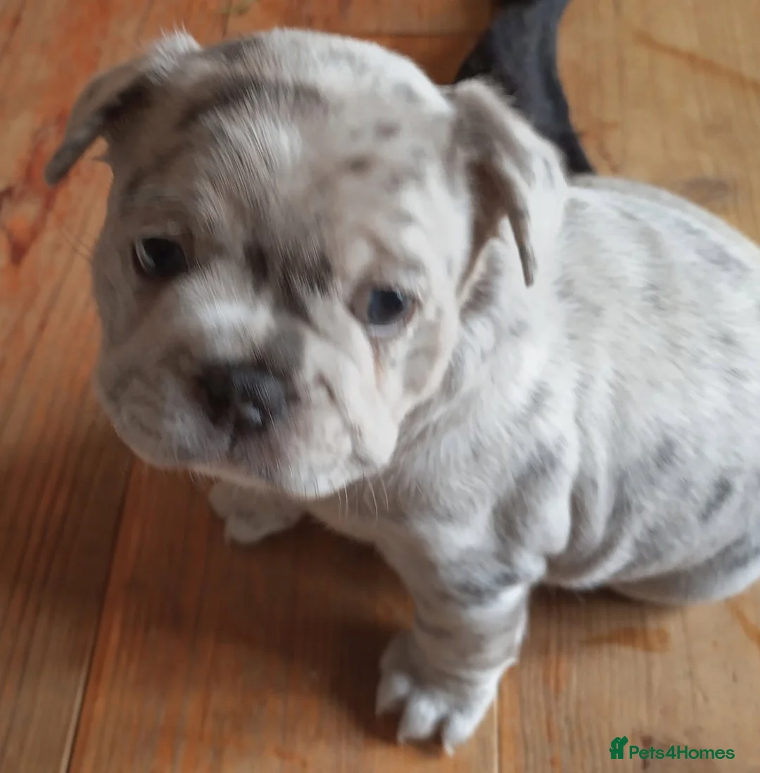 French Bulldog dogs for sale: Three French bulldogs KC registered for sale - Advert 7
