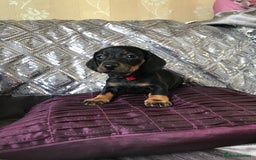 Miniature Dachshund dogs for sale: Last boy - Image 6