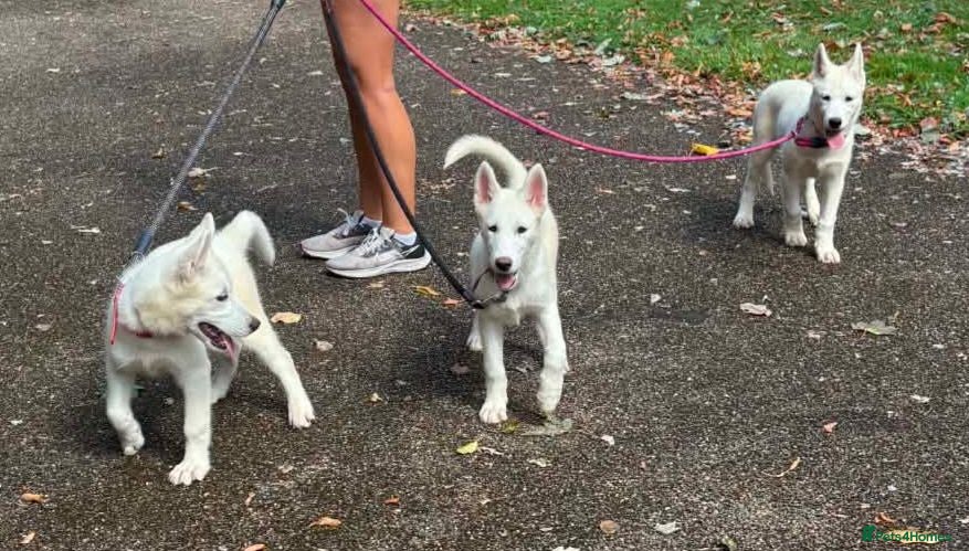 Siberian Husky dogs 1 white female husky pup 1st & 2nd Vaccines! - Advert 17