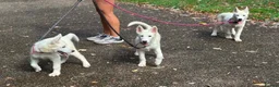 Siberian Husky dogs for sale: 1 white female husky pup 1st & 2nd Vaccines! - Advert 3