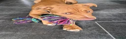 Mixed Breed dogs for sale: Staffy/cross in Felixstowe - Advert 6
