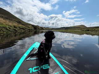 Cockapoo dogs for sale: Luna - Advert 1