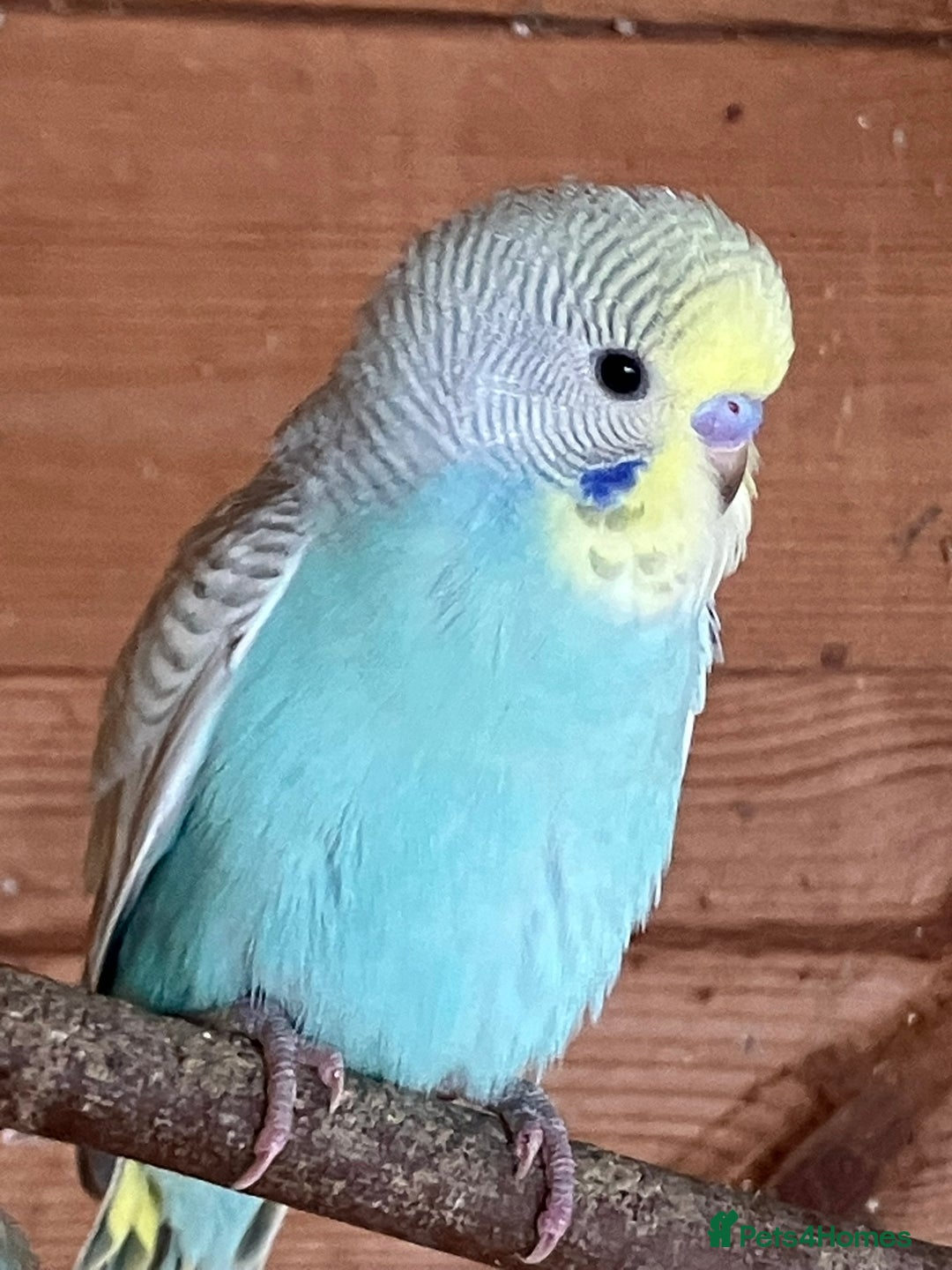 Budgerigars birds for sale: Aviary bred budgies for sale . - Image 14