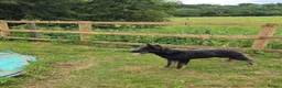 German Shepherd dogs for sale: Elite DDR / Czech Working Line GSD Pups in Ashton-under-Lyne - Advert 8