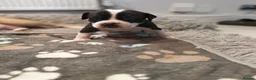 Mixed Breed dogs for sale: Olde English Bulldogg/ Alapaha bulldogg puppies  in Blackburn - Advert 3