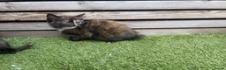 Mixed Breed cats for sale: 5 beautiful kittens - ready to leave now  - Advert 9