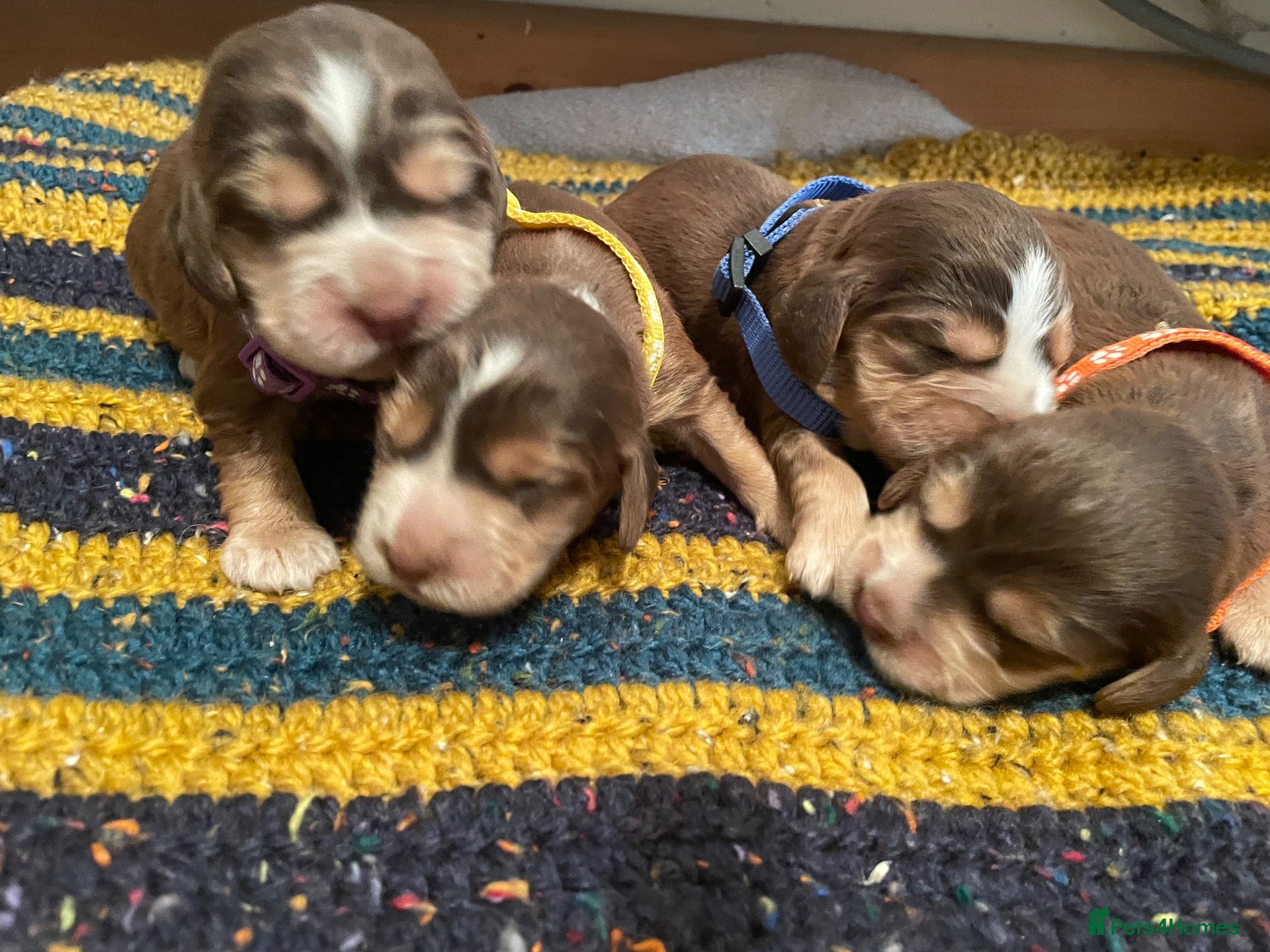 Cocker Spaniel dogs ⚡️Beautiful KC Show-Type Cocker Spaniel Puppies⚡️ - Advert 14