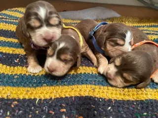 Cocker Spaniel dogs ⚡️Beautiful KC Show-Type Cocker Spaniel Puppies⚡️ - Advert 14