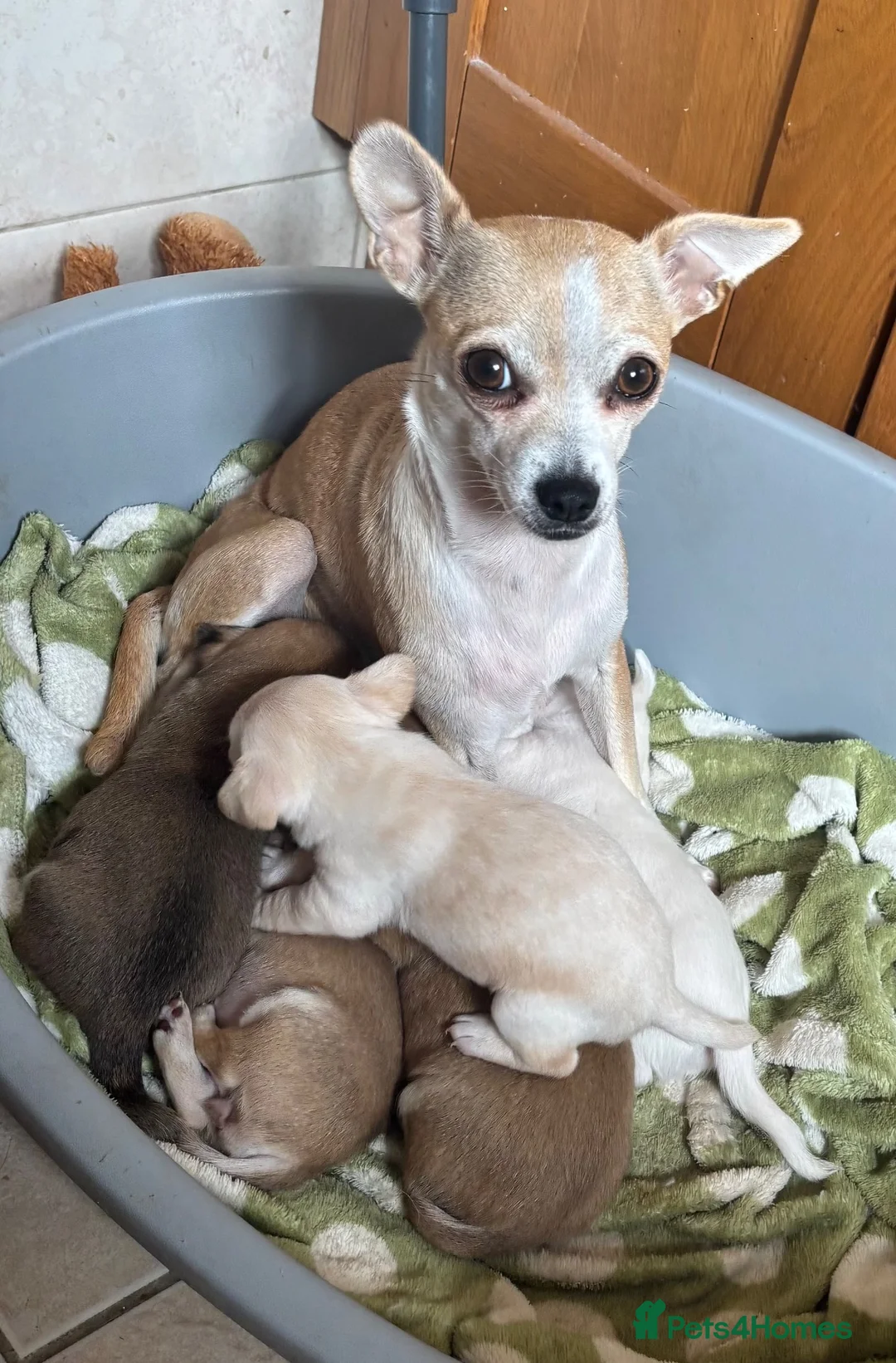 Chihuahua dogs for sale:  5 Adorable Chihuahua Puppies 🐾 - Advert 1