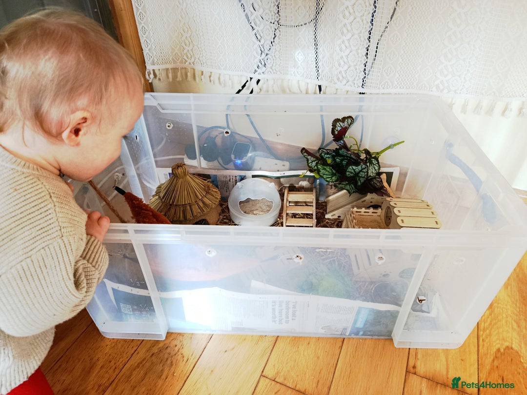 Hamster rodents for sale: ✨🐹 Tiny Star Roborovski Hamster Boy! - Advert 7