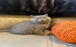 British Shorthair cats for sale: British Shorthair  - Image 5