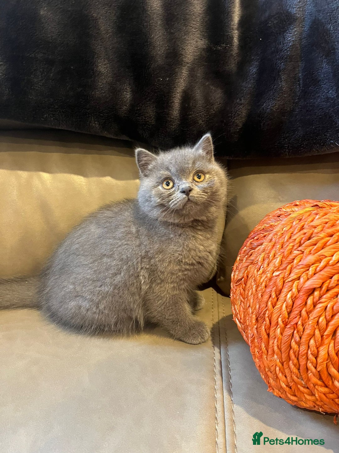 British Shorthair cats for sale: British Shorthair  - Image 5