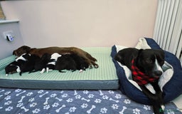 Mixed Breed dogs for sale: Short haired Collie pups - Image 5