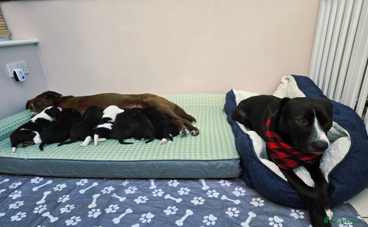 Mixed Breed dogs Short haired Collie pups - Advert 16